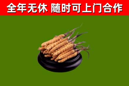虎林市回收冬虫夏草
