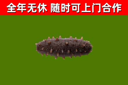 虎林市回收海参干